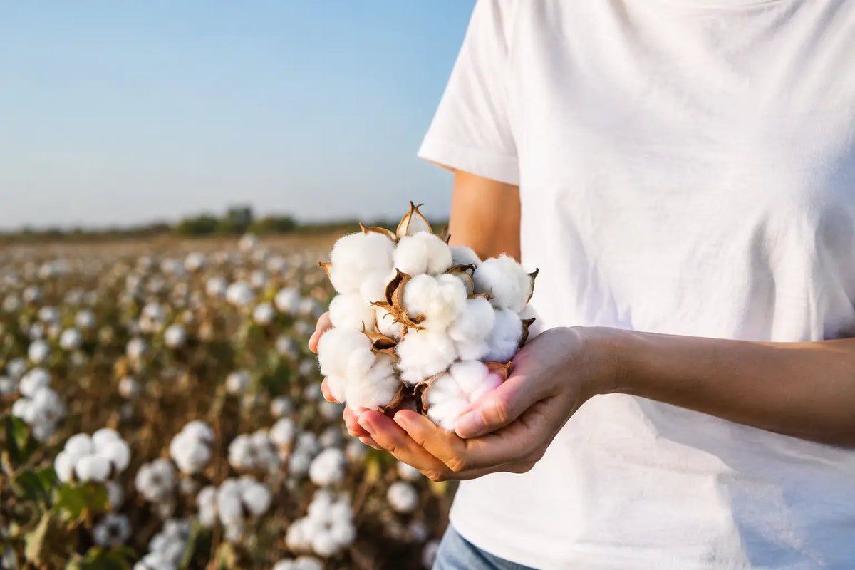 Ethical Cotton Sourcing: What Your Tee Carries